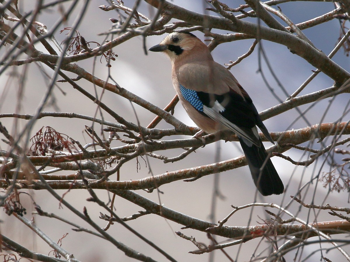 Eurasian Jay (Black-capped) - ML650974330