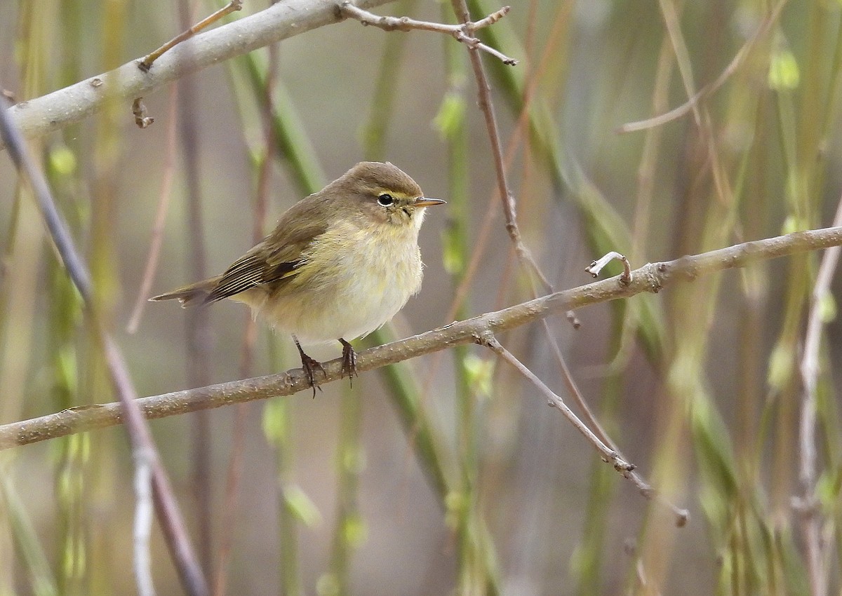 Common Chiffchaff - ML650974333