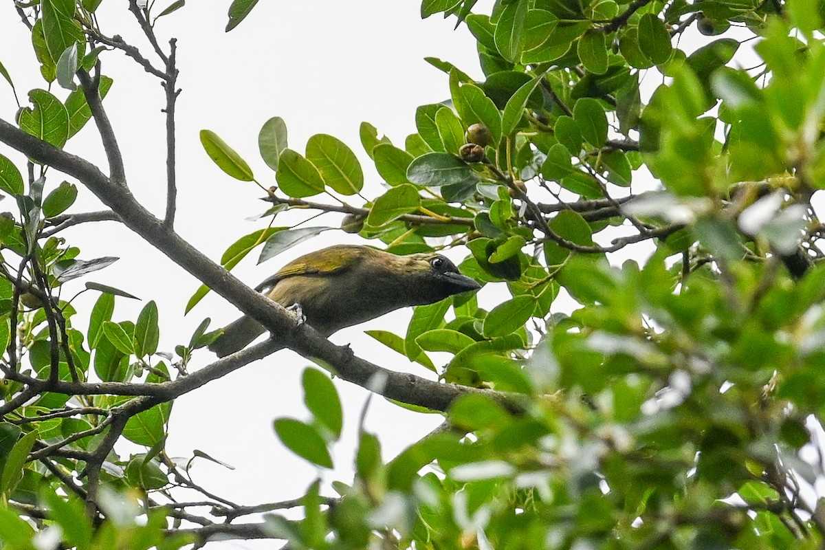 Barbudo Oliváceo - ML650974381