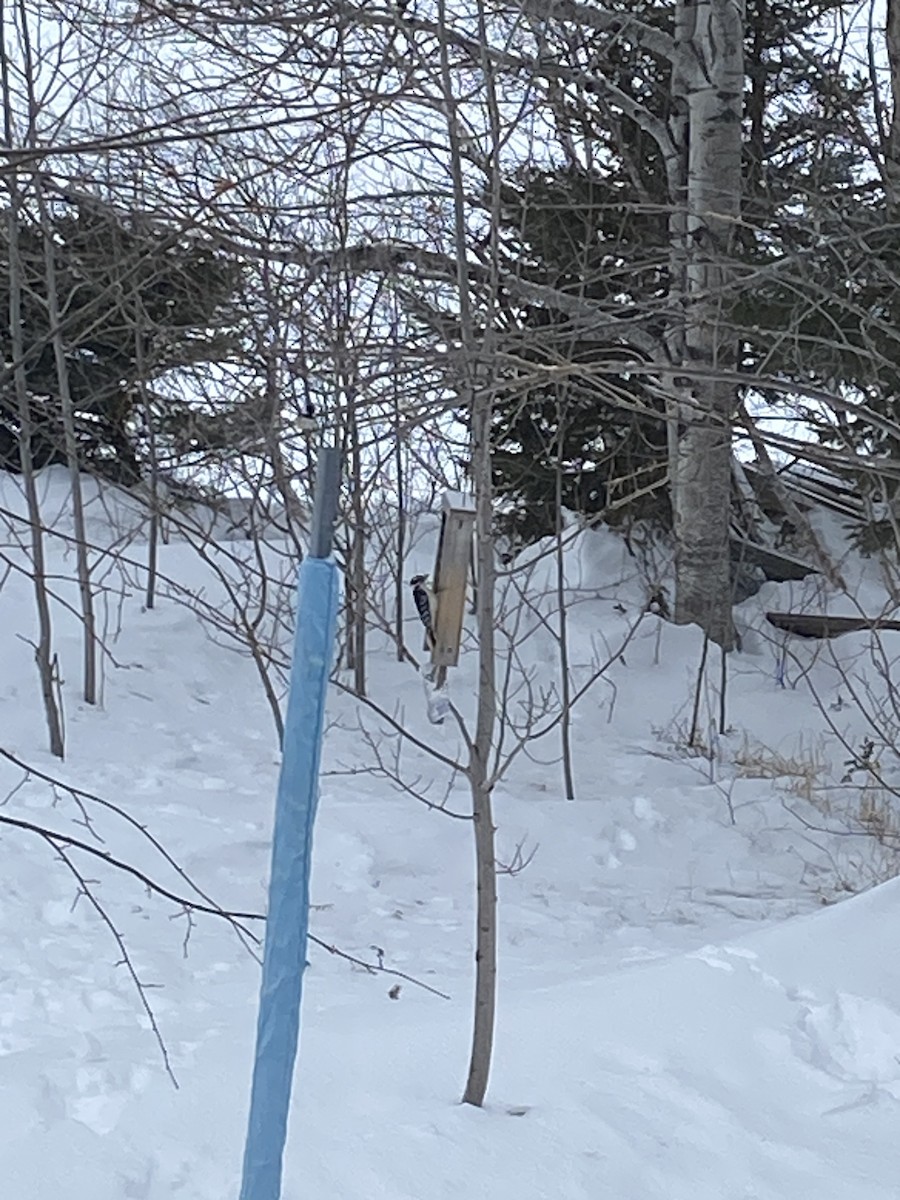 セジロアカゲラ - ML650974866