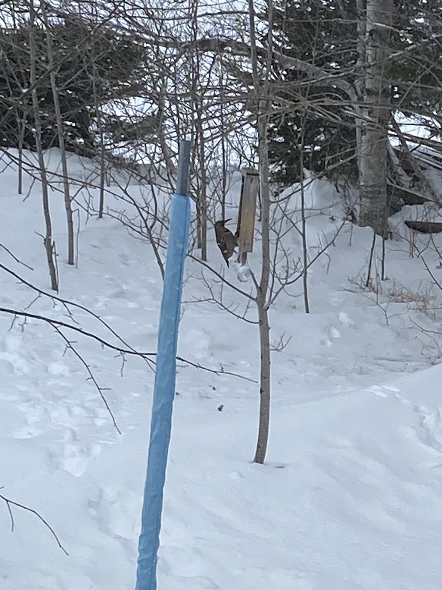 ハシボソキツツキ - ML650974888