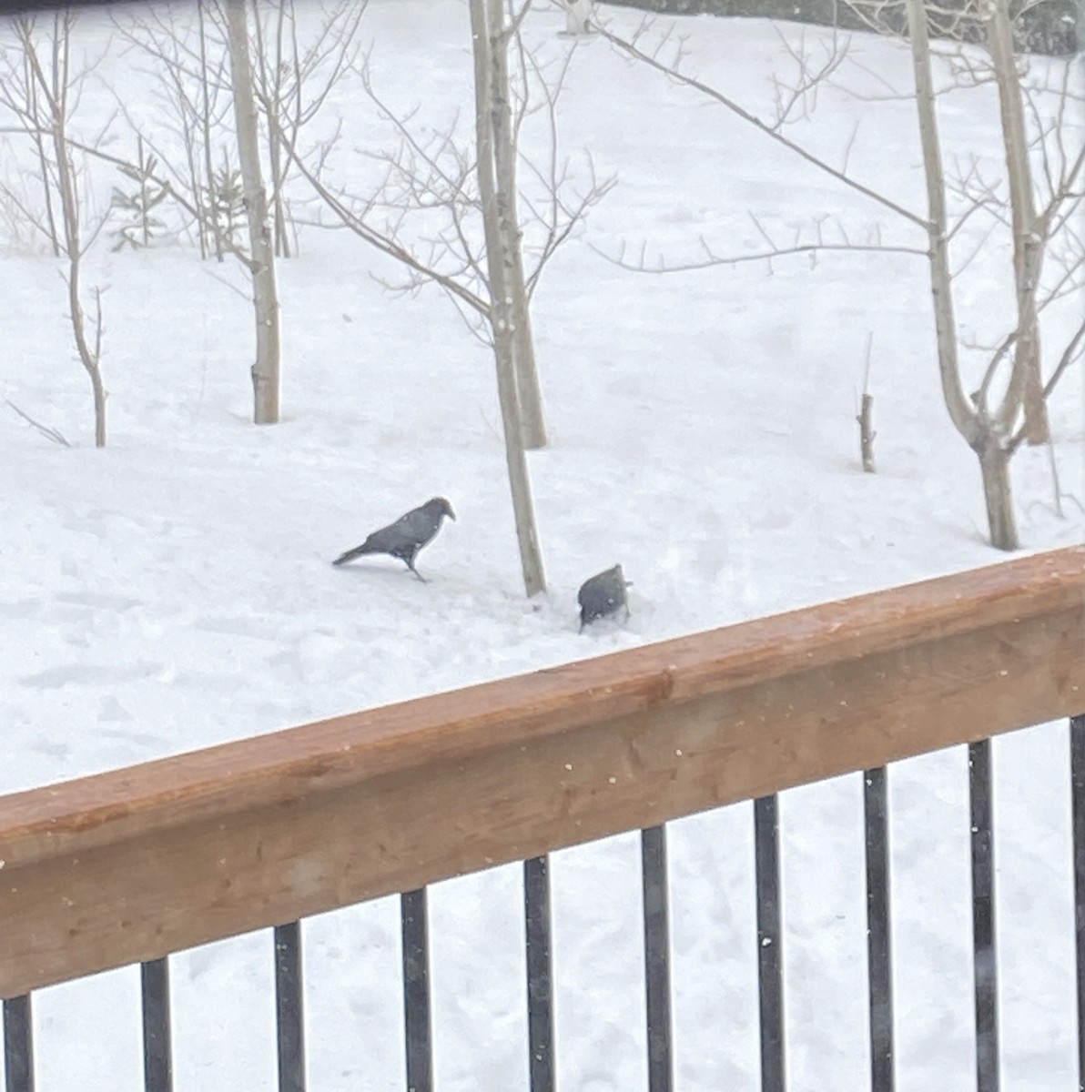 アメリカガラス - ML650974899