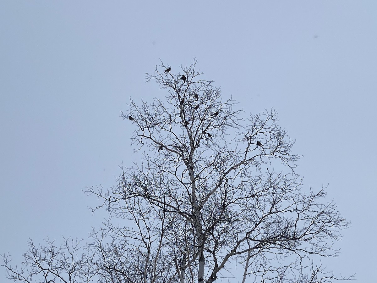 ギンザンマシコ - ML650974924