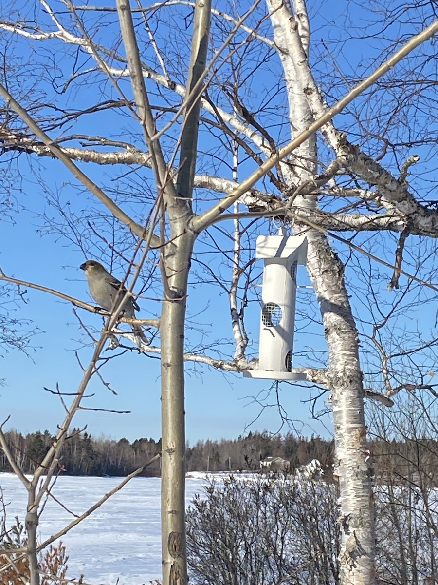 ギンザンマシコ - ML650974925