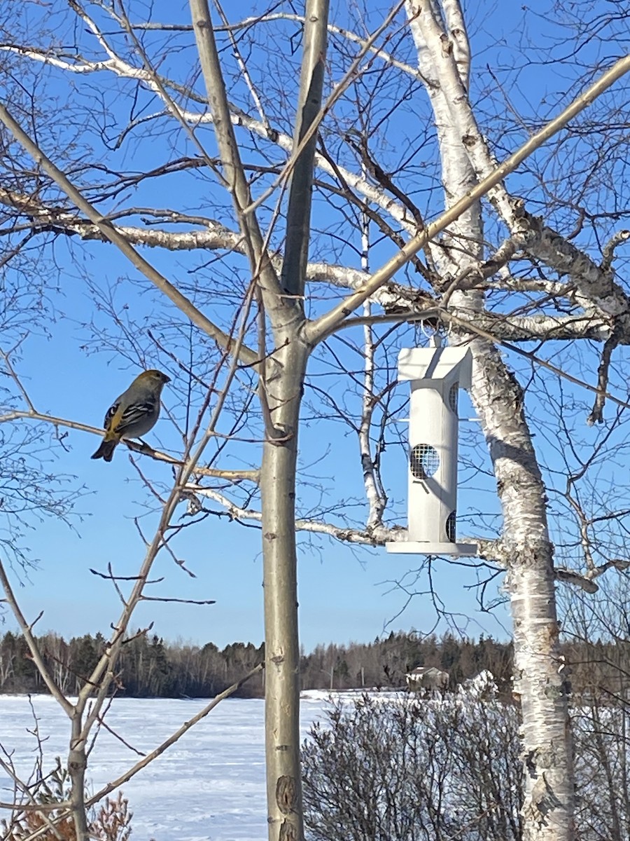ギンザンマシコ - ML650974926