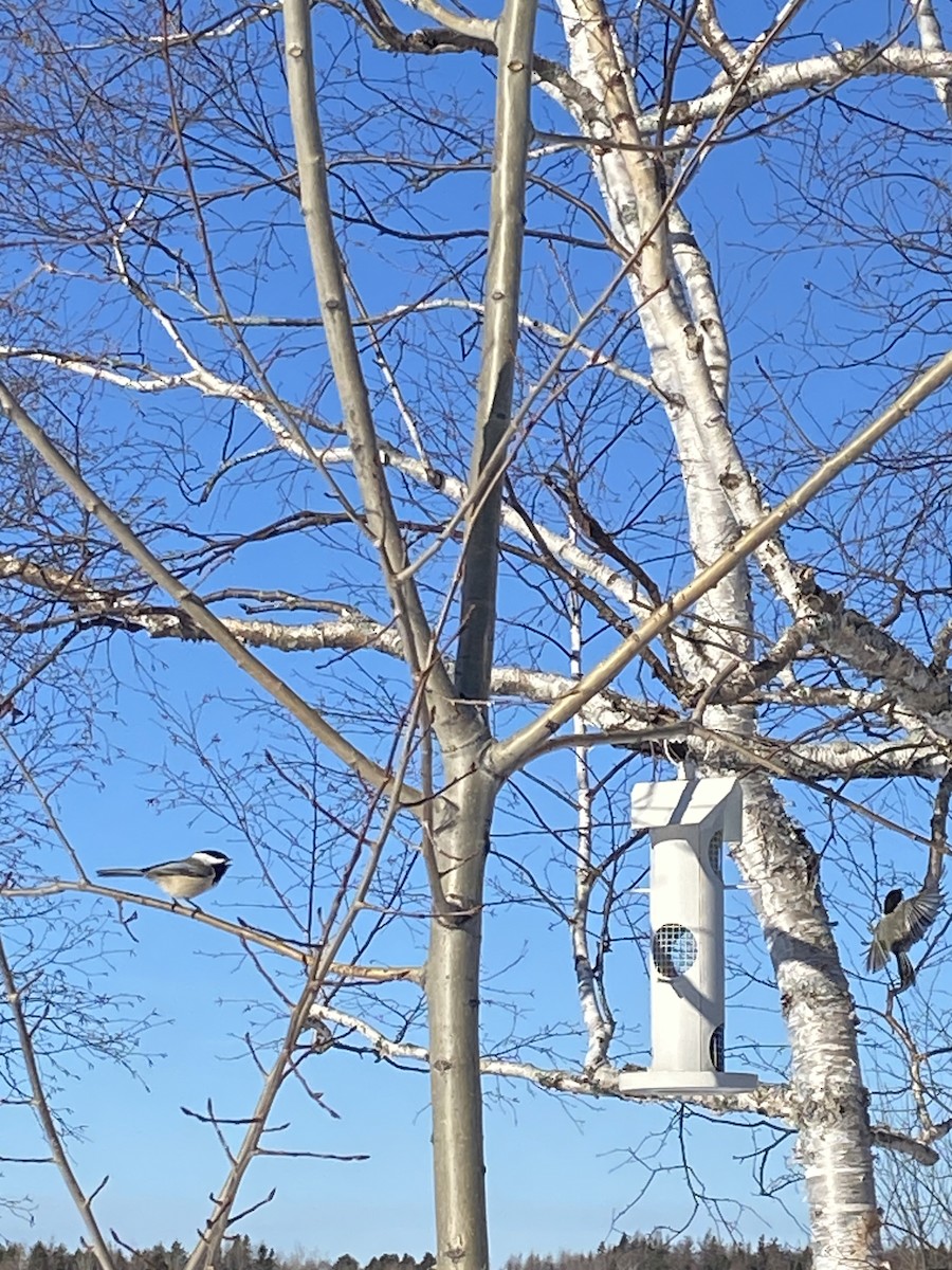 アメリカコガラ - ML650974948