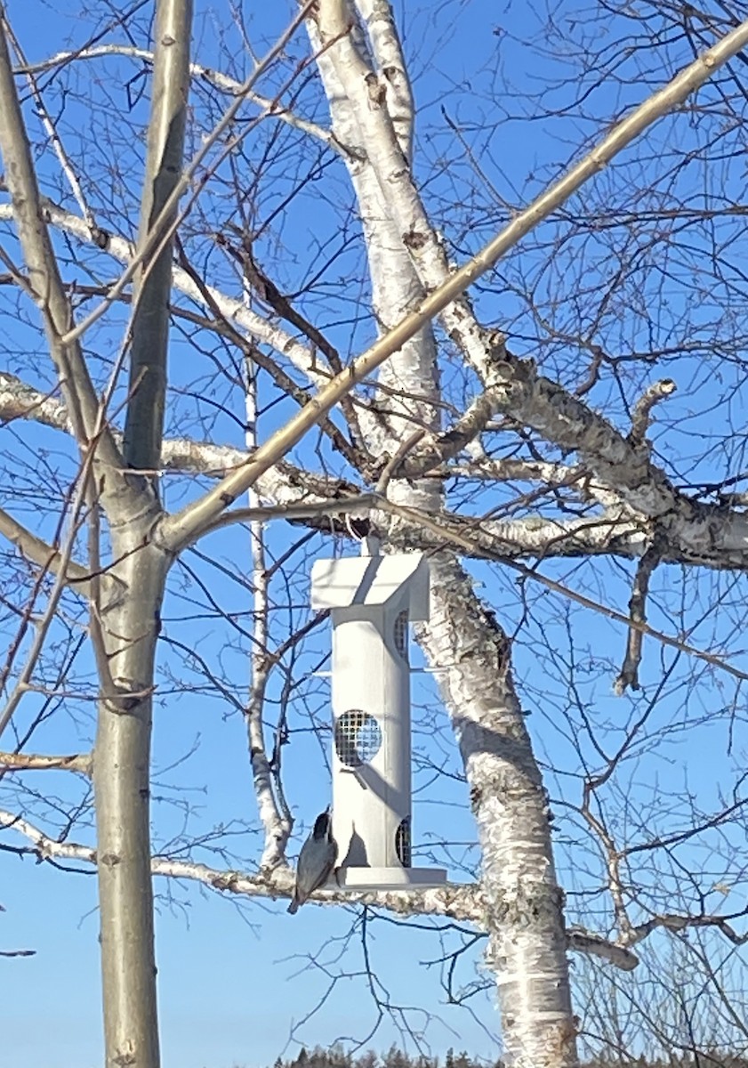 ムネアカゴジュウカラ - ML650974983