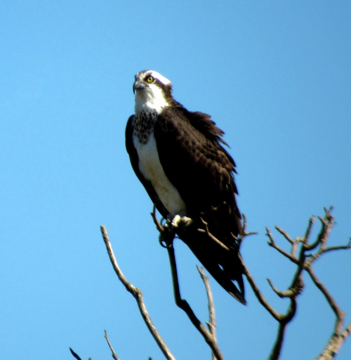 שלך - ML650975133