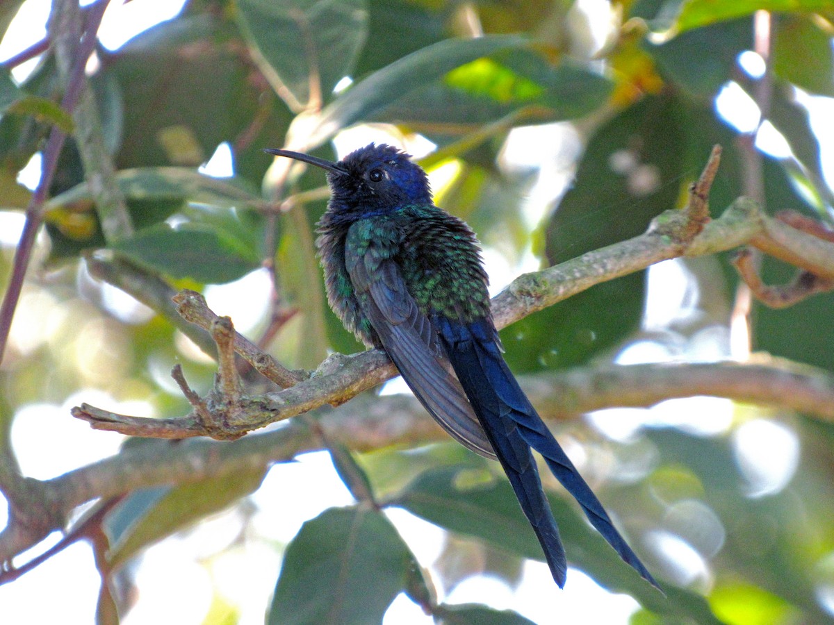 Swallow-tailed Hummingbird - ML650975156