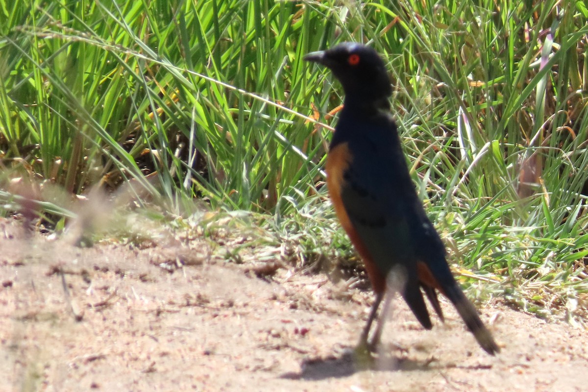 Hildebrandt's Starling - ML650975201