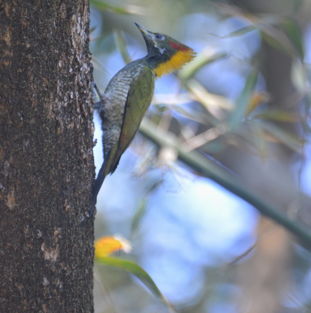 Lesser Yellownape - ML650975368