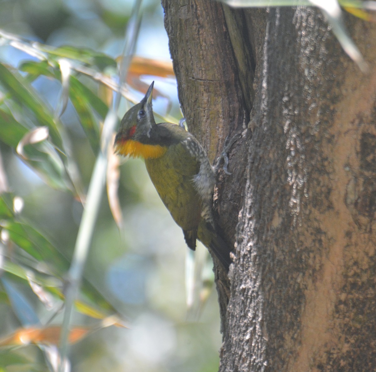 Lesser Yellownape - ML650975369