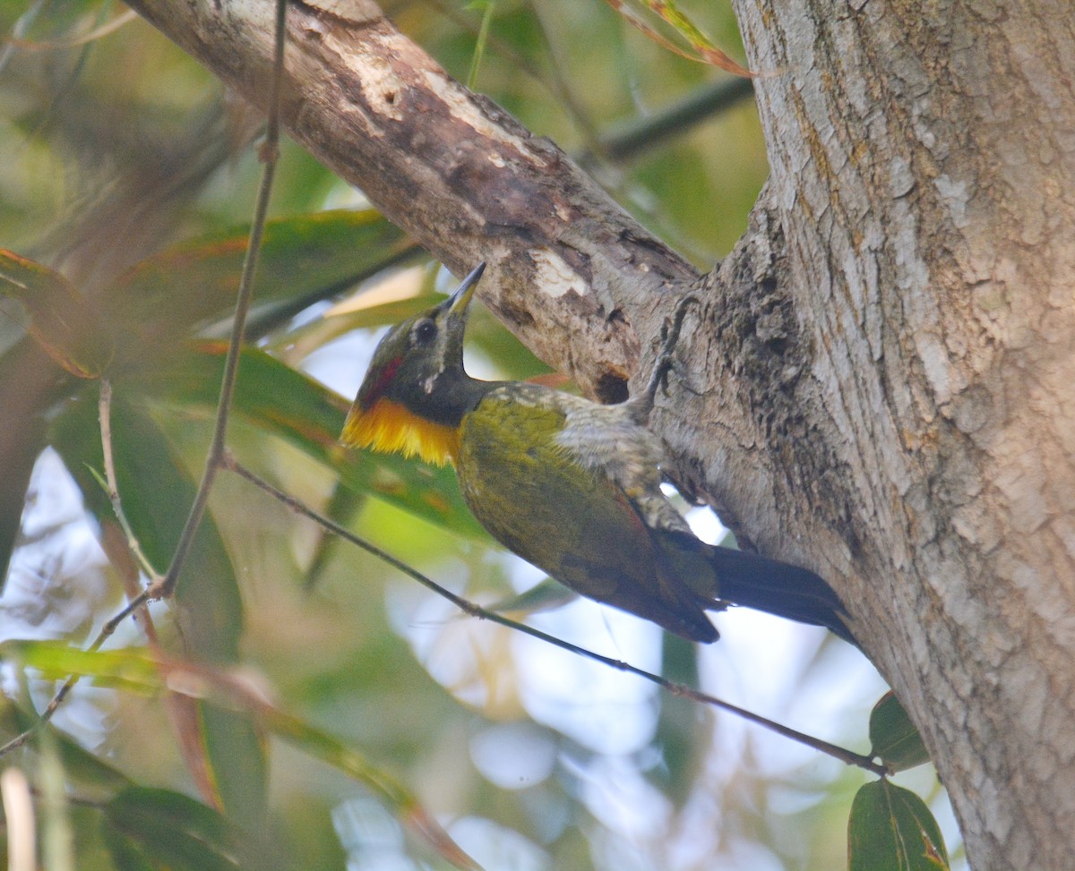 Lesser Yellownape - ML650975370