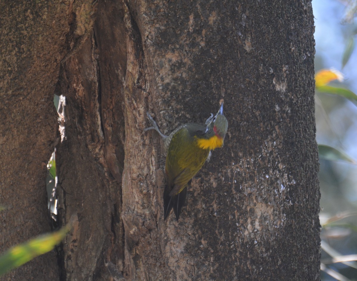 Lesser Yellownape - ML650975371