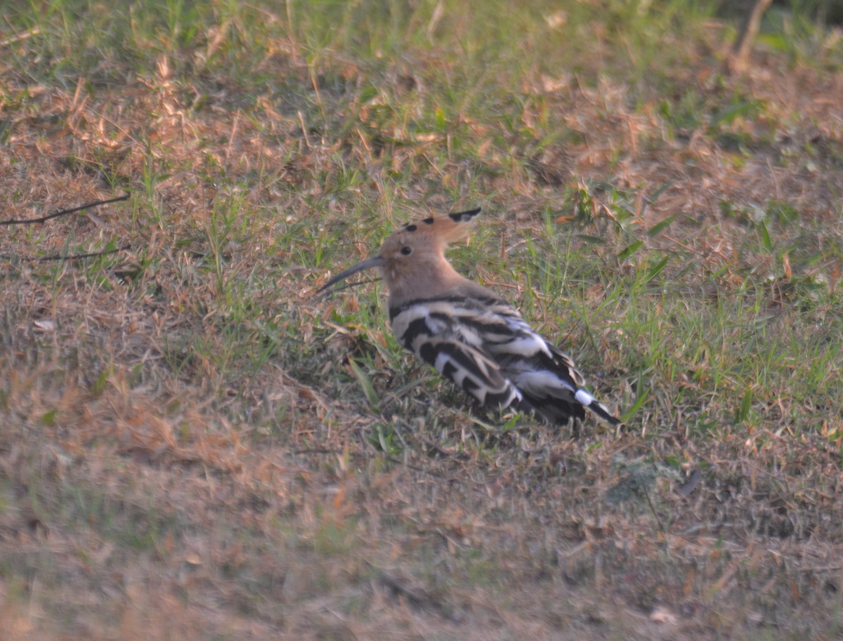 Common Hoopoe - ML650975533
