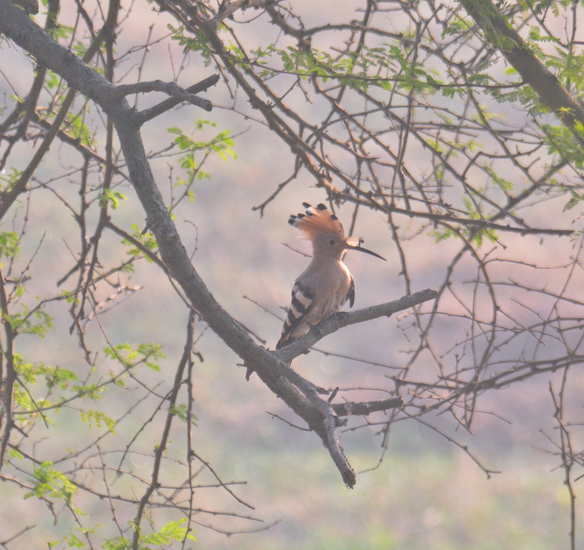 Common Hoopoe - ML650975534