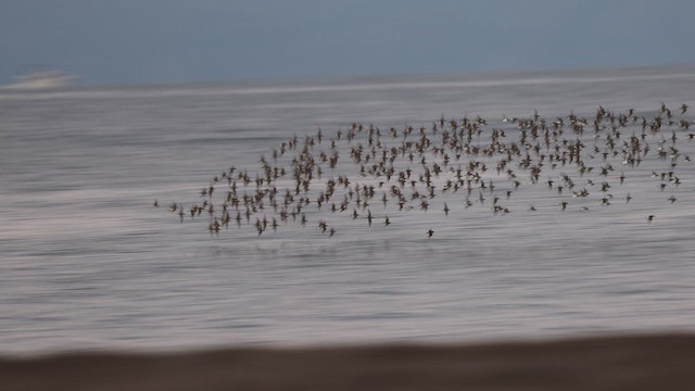 Western Sandpiper - ML650975569