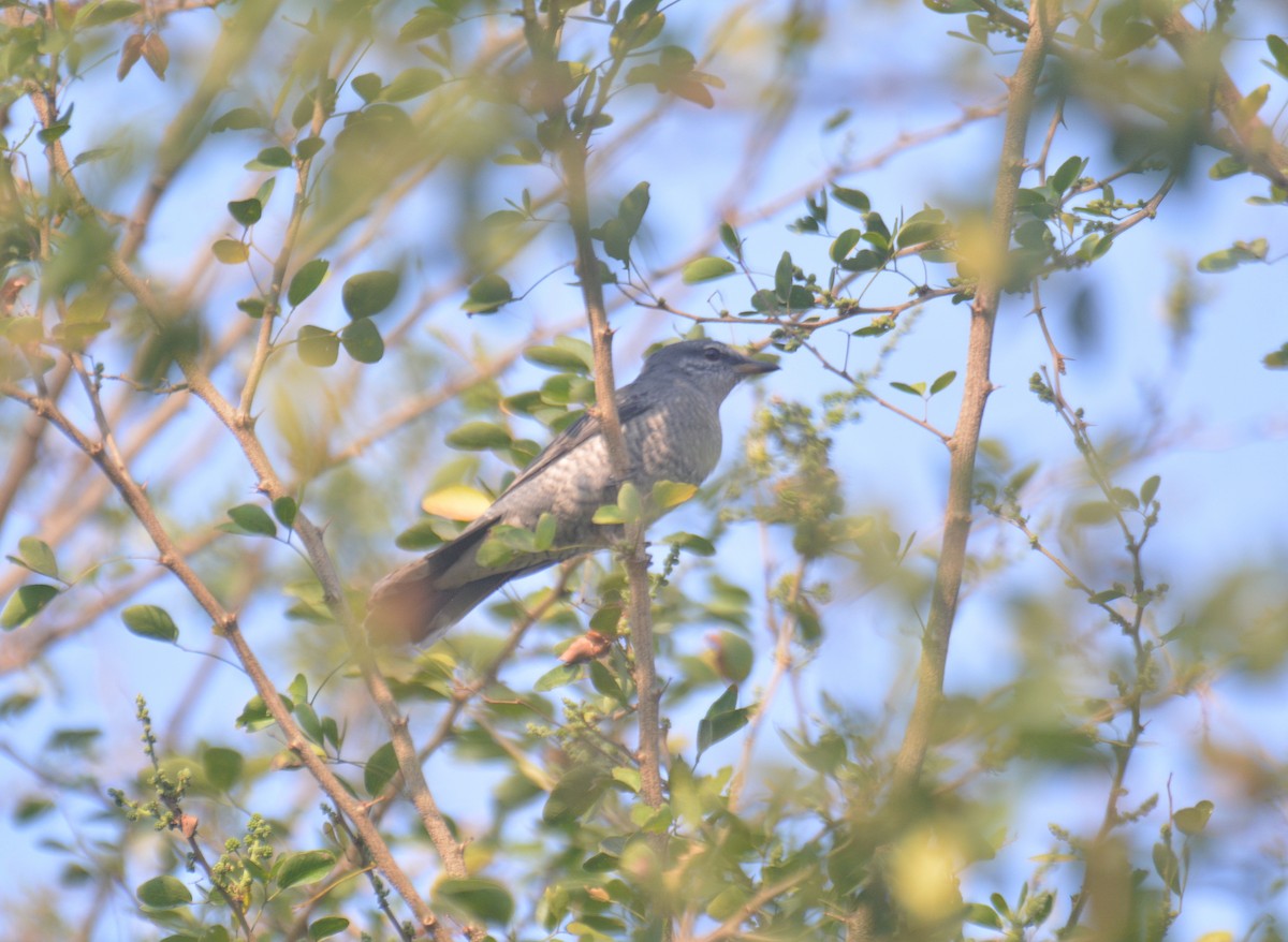 Black-headed Cuckooshrike - ML650975655