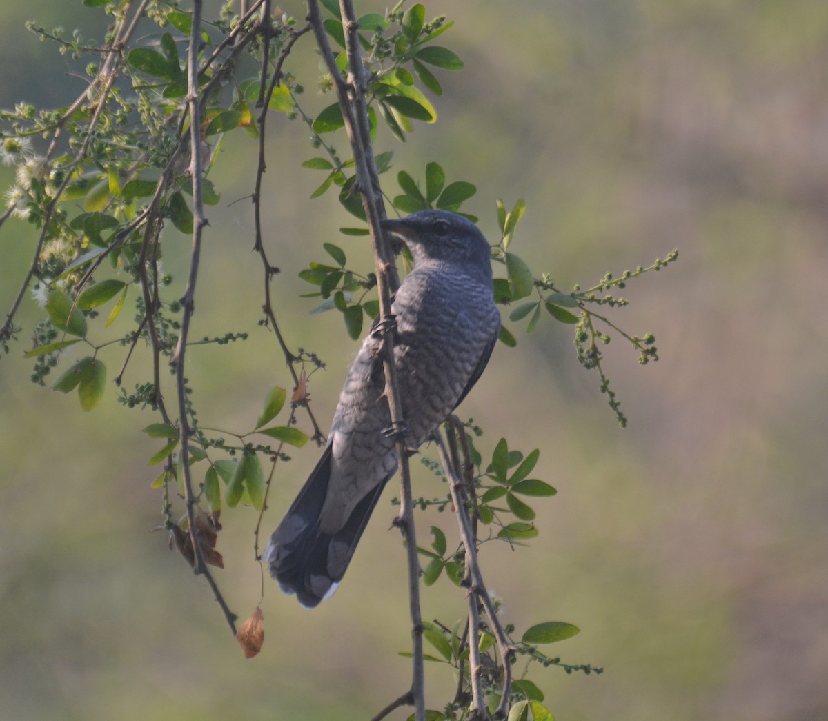 Black-headed Cuckooshrike - ML650975656