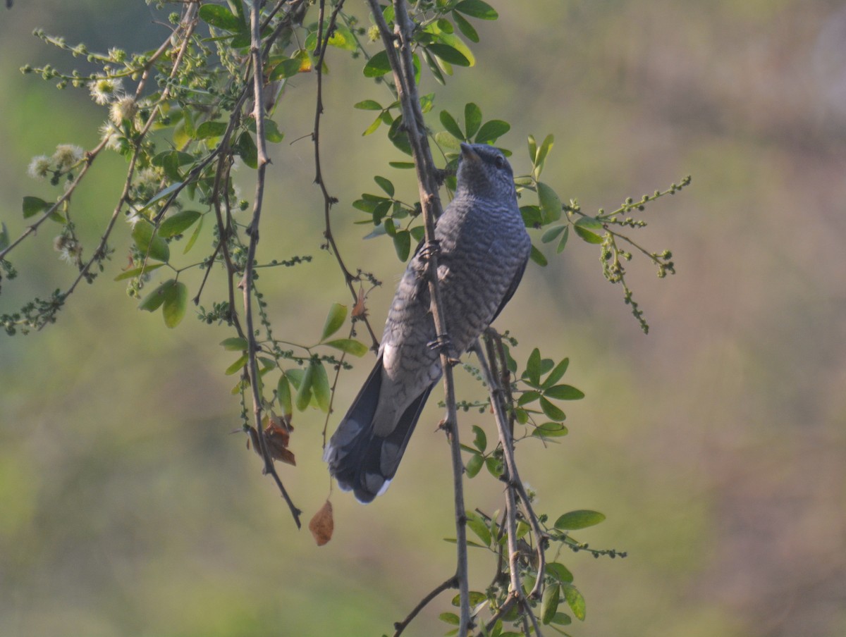 Black-headed Cuckooshrike - ML650975657