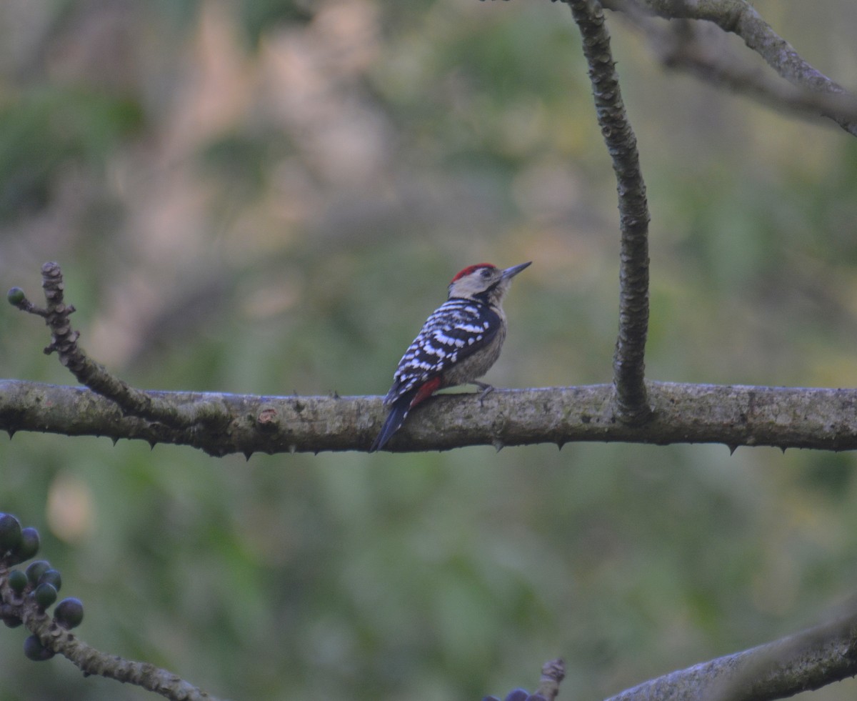 Fulvous-breasted Woodpecker - ML650975710
