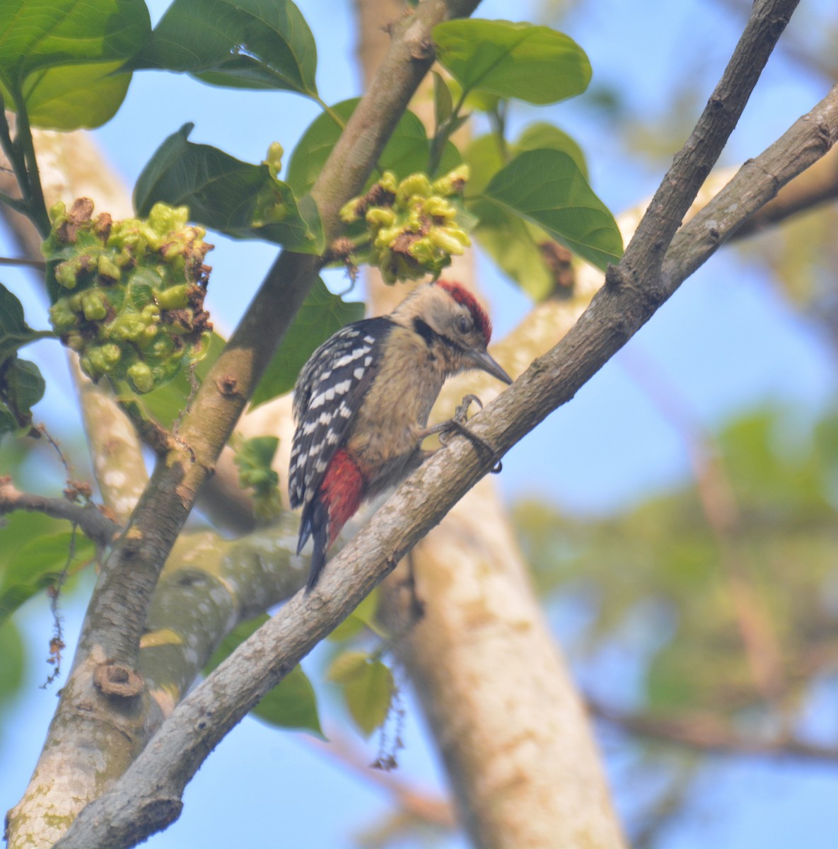 Fulvous-breasted Woodpecker - ML650975712
