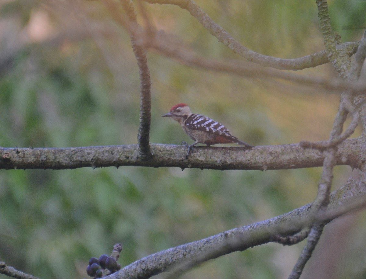 Fulvous-breasted Woodpecker - ML650975713