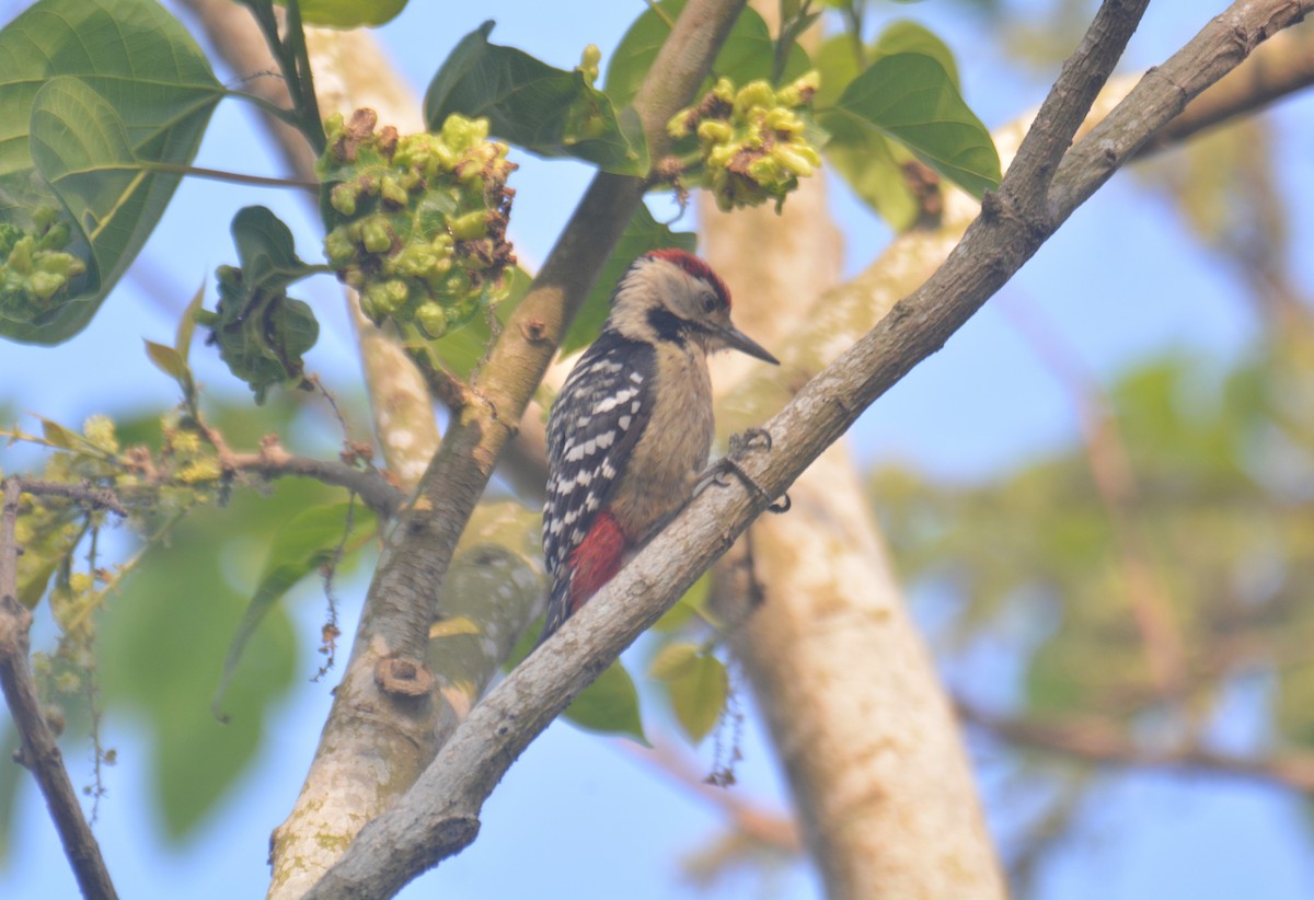 Fulvous-breasted Woodpecker - ML650975714