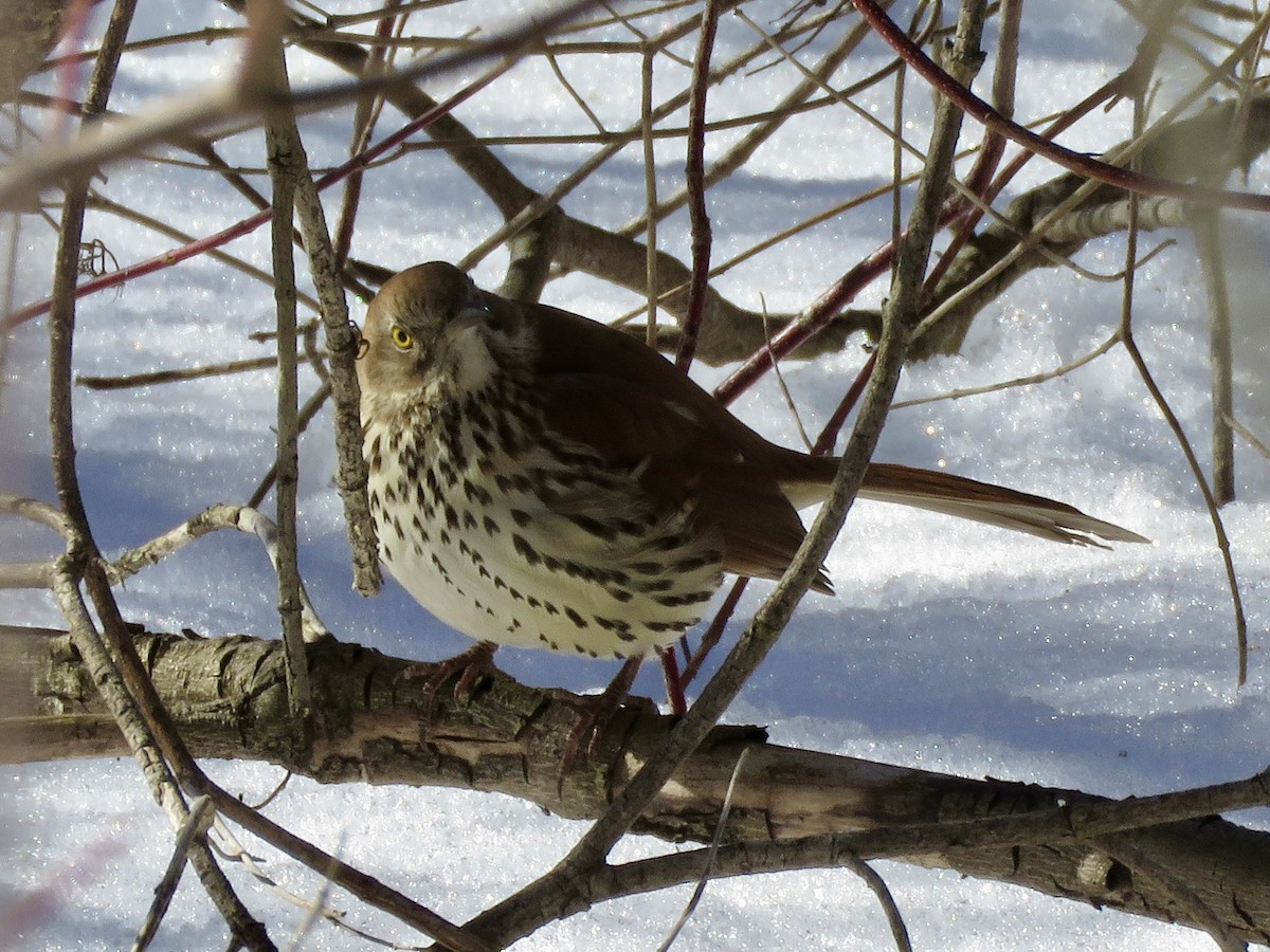 Brown Thrasher - ML650975851