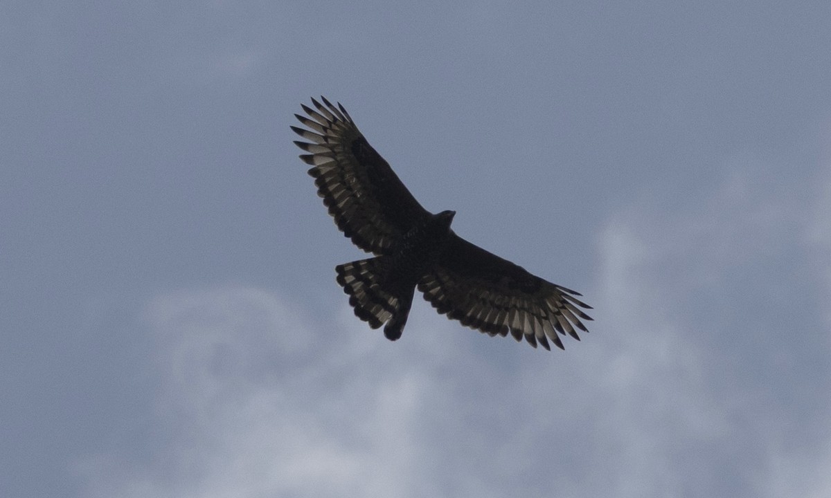 カンムリクマタカ - ML650975935