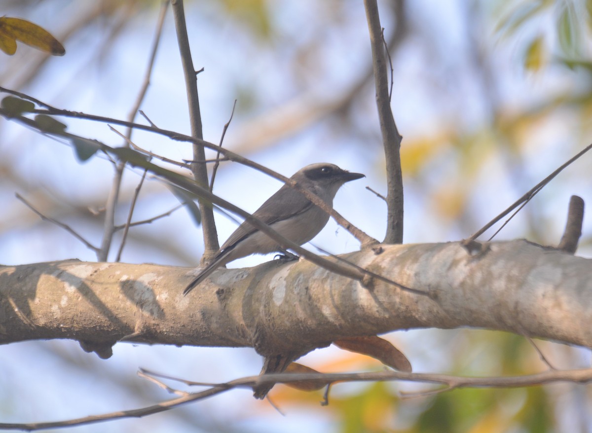 Common Woodshrike - ML650975996