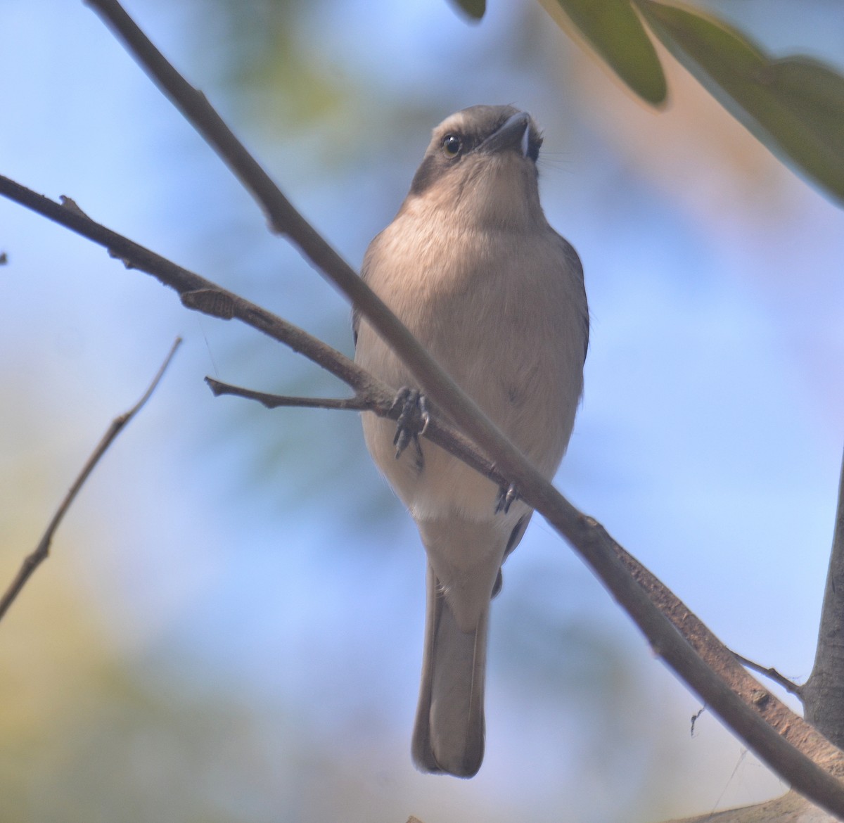 Common Woodshrike - ML650976002