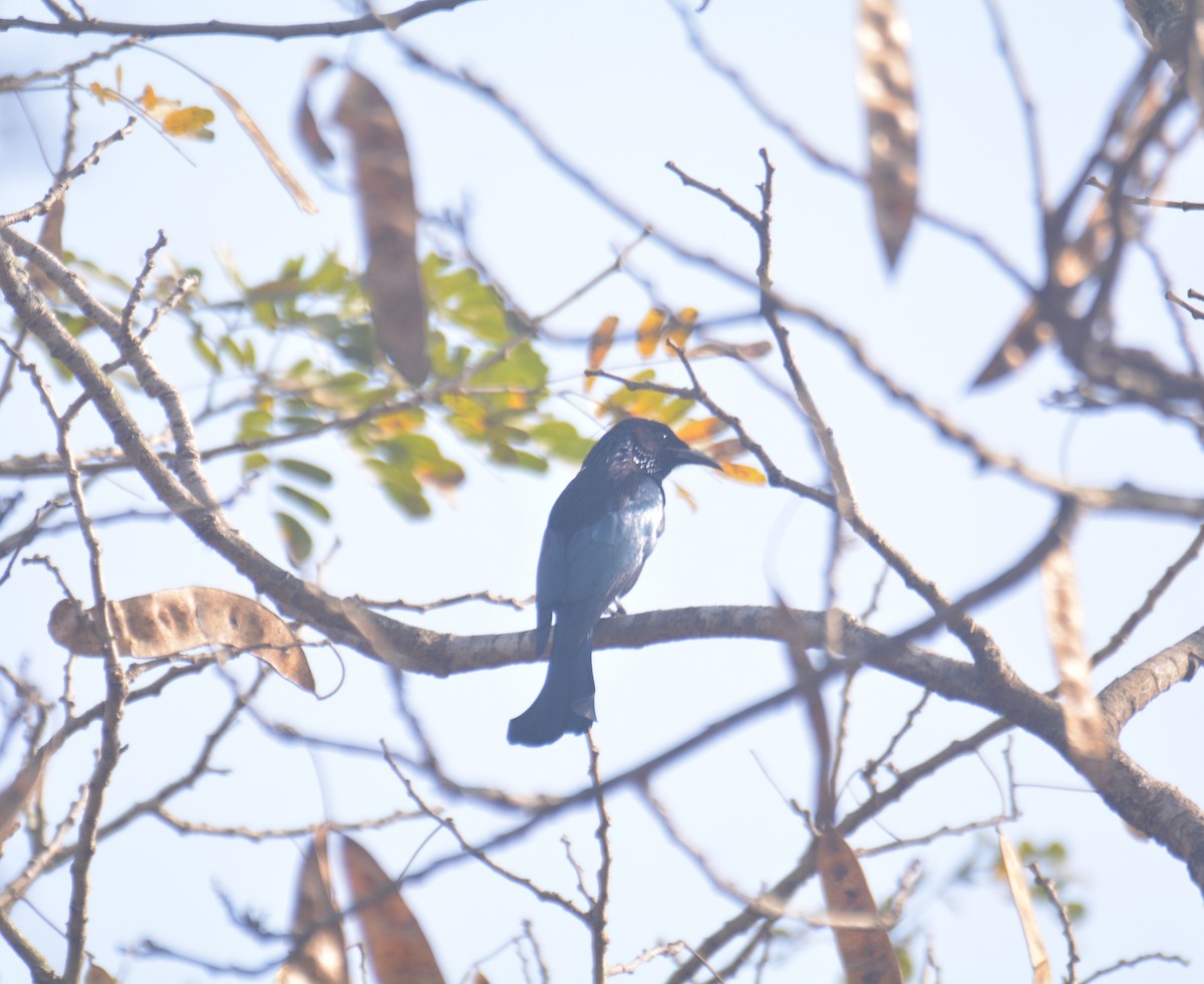 Өрвийт доронго - ML650976050