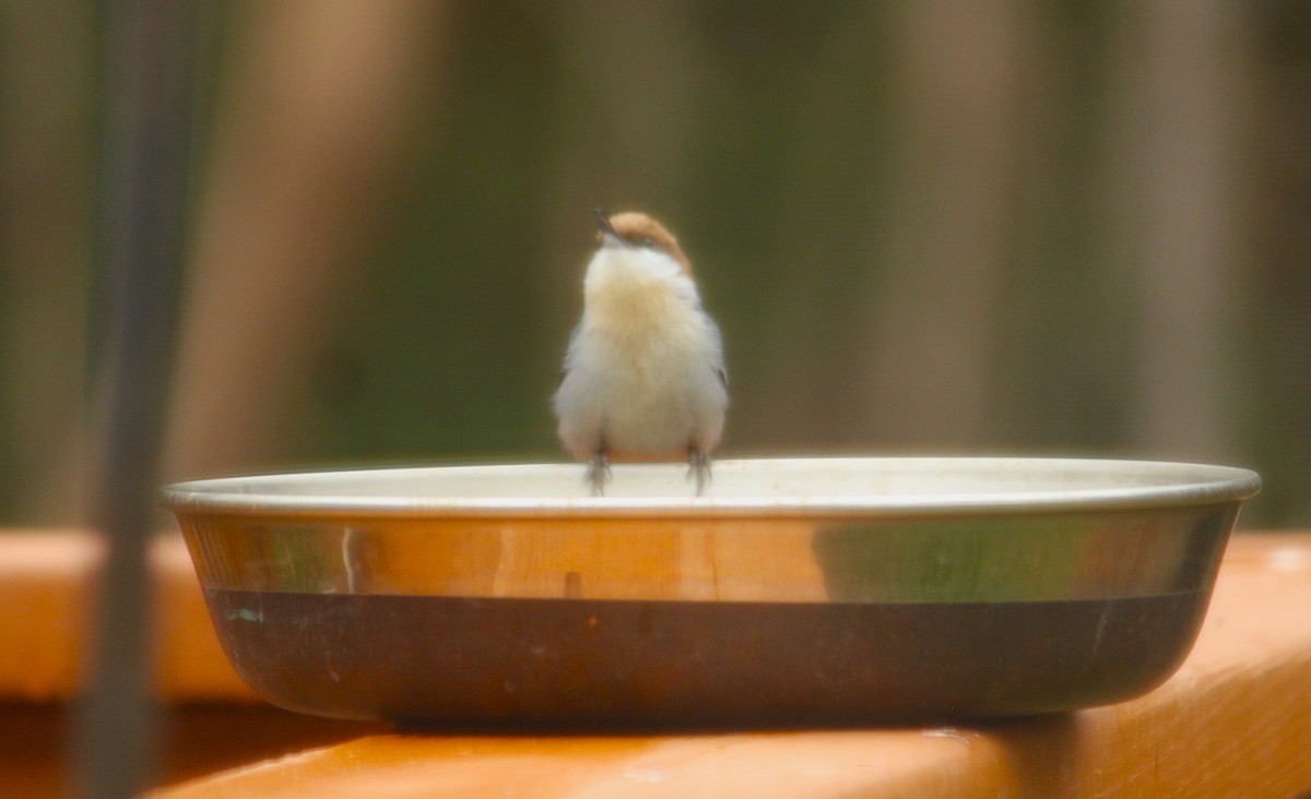 Boz Başlı Sıvacı - ML650976083