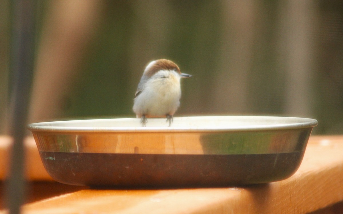 Boz Başlı Sıvacı - ML650976084