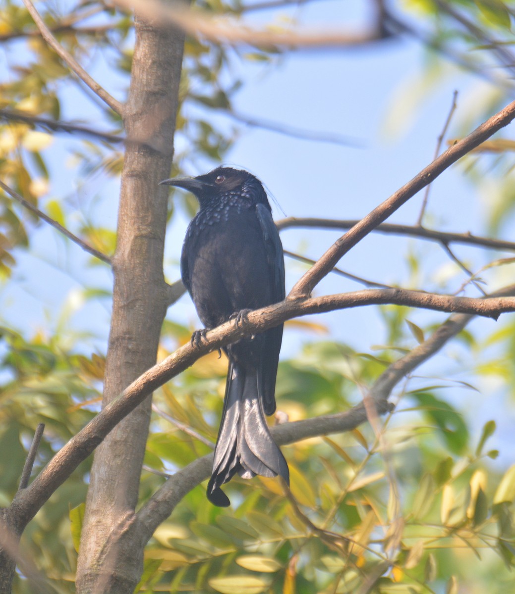 Өрвийт доронго - ML650976091