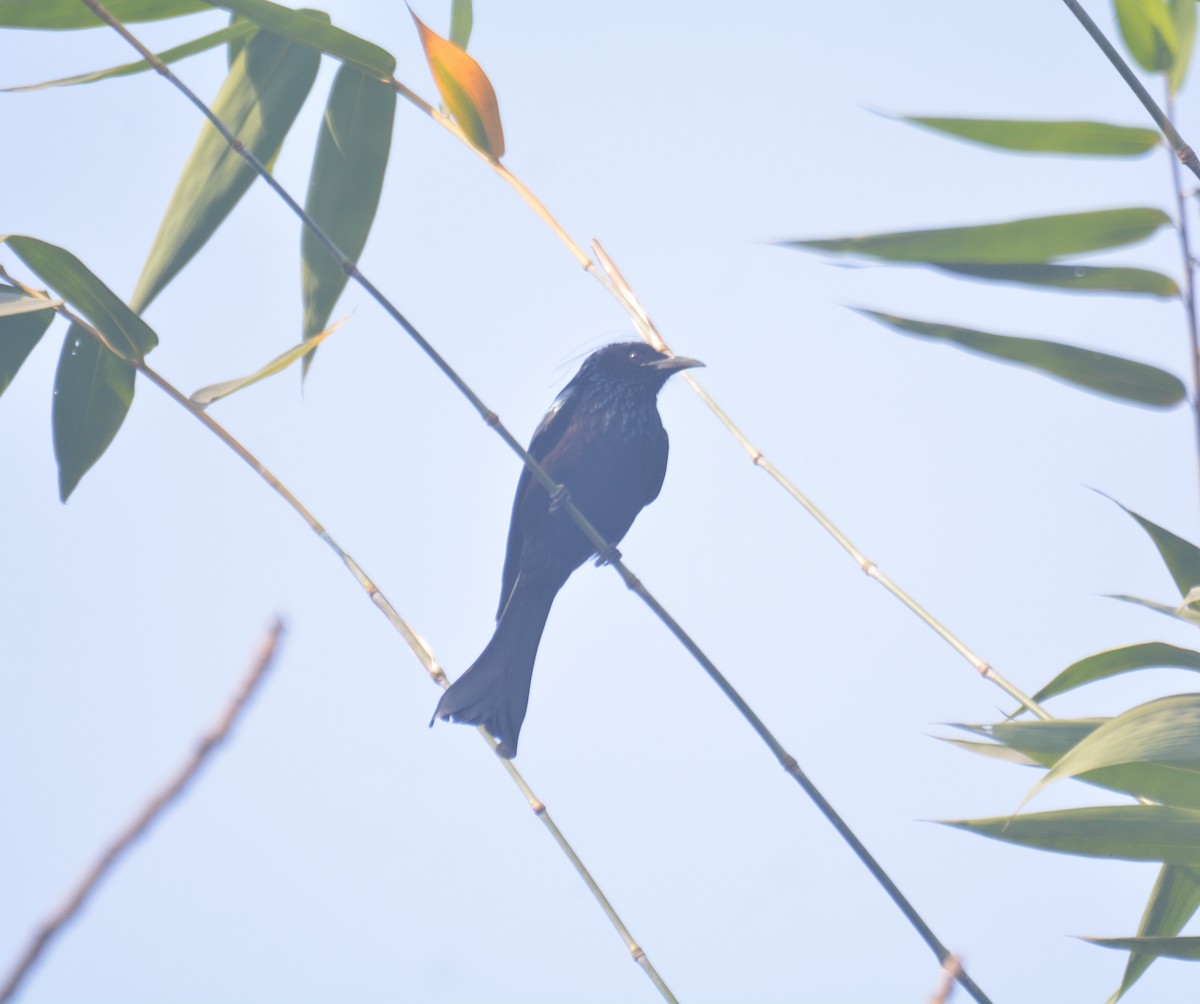 Өрвийт доронго - ML650976092