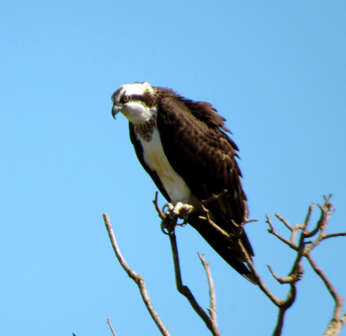 שלך - ML650976109