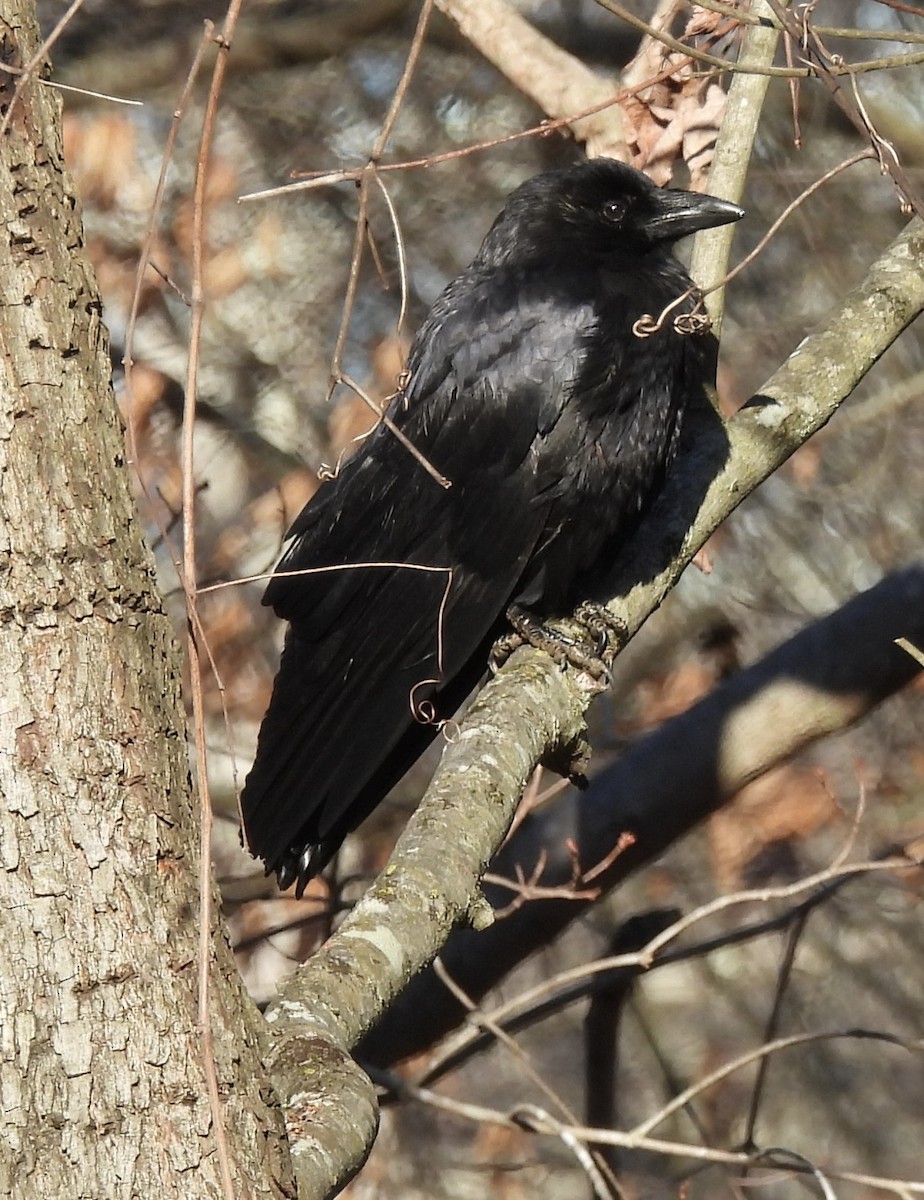 ウオガラス - ML650976540