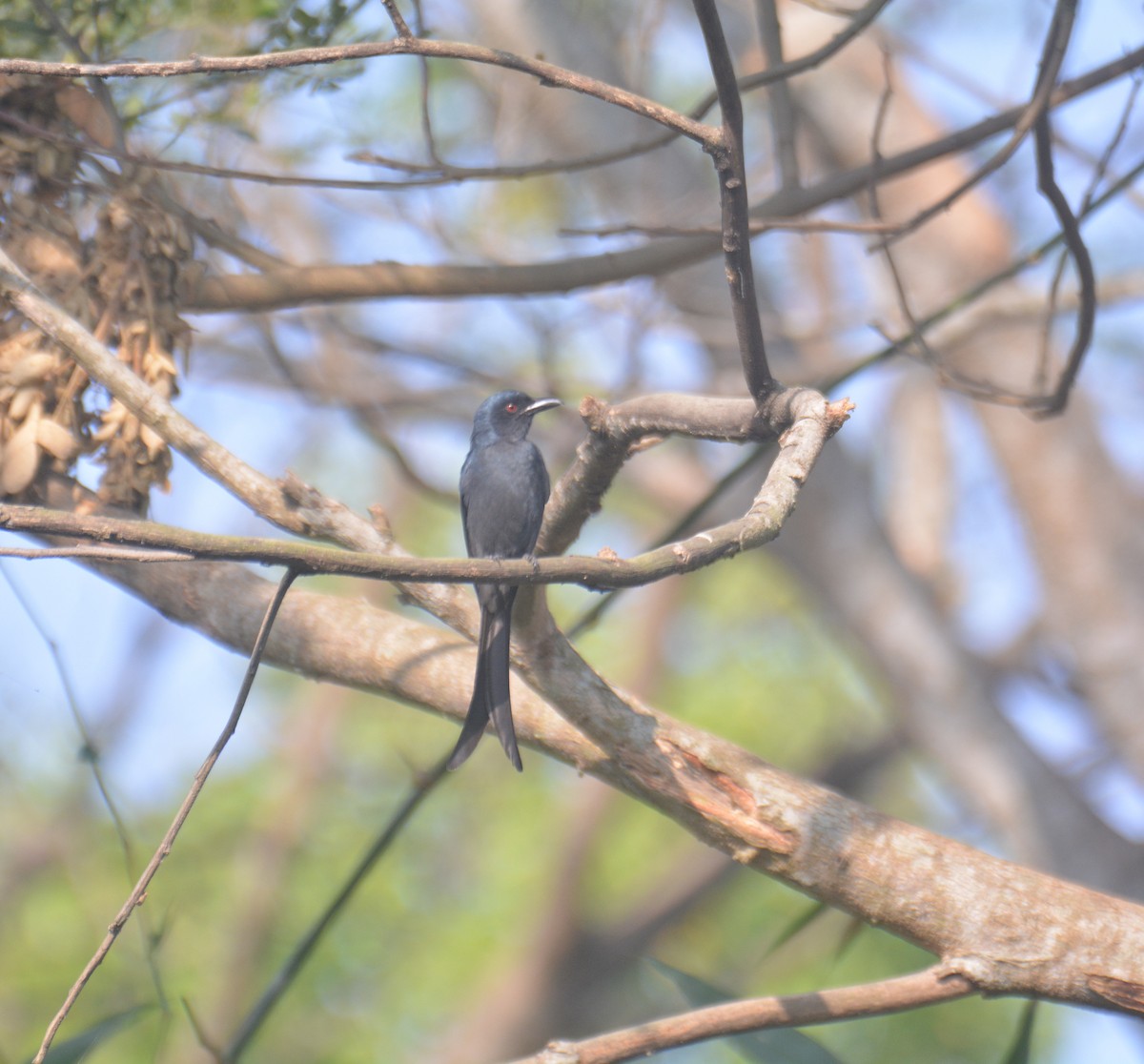 Үнсэн доронго - ML650976542