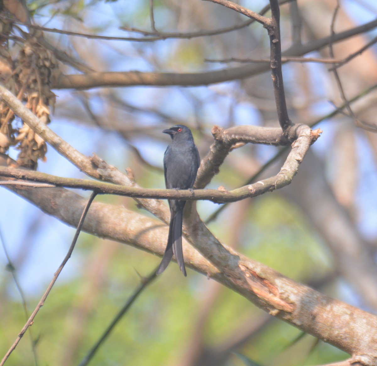 Үнсэн доронго - ML650976543