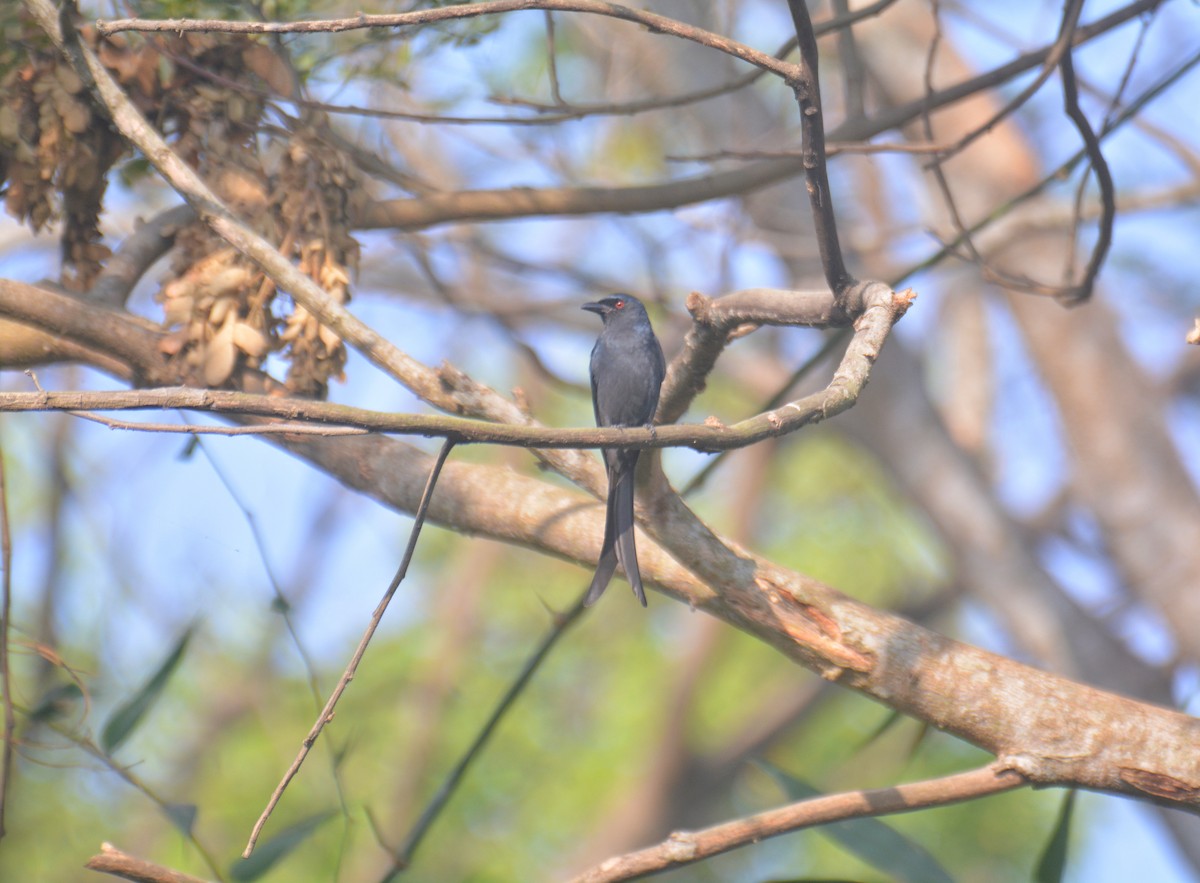 Үнсэн доронго - ML650976547