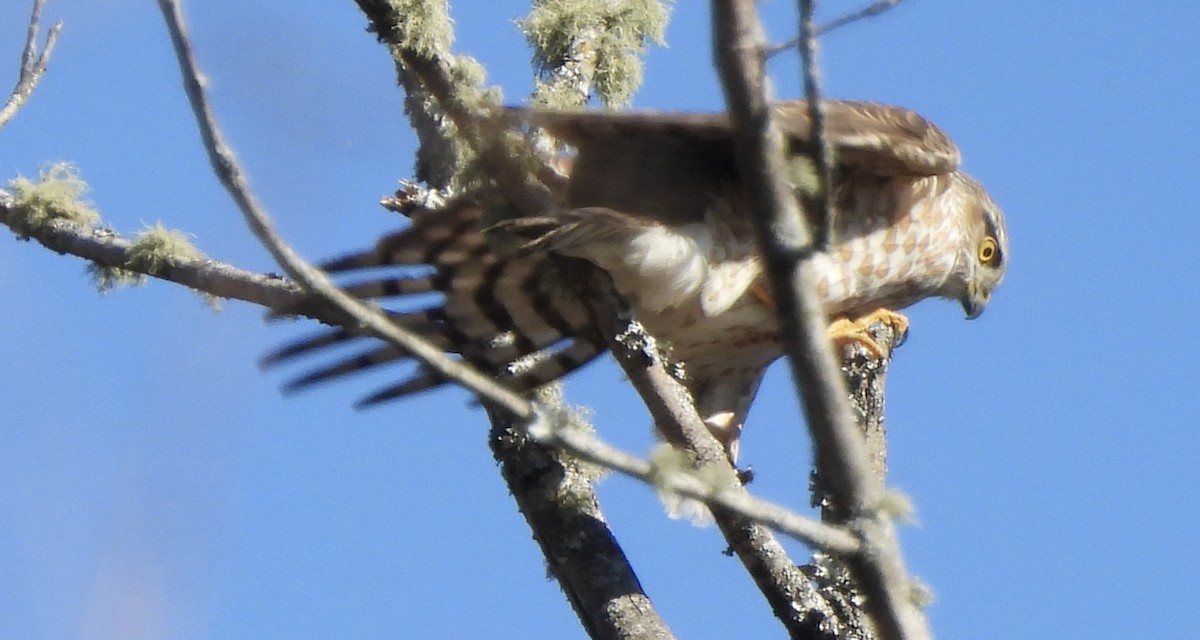 Red-shouldered Hawk - ML650976665