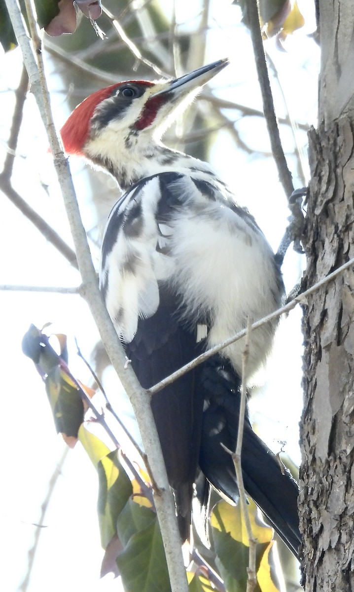 Pileated Woodpecker - ML650976703