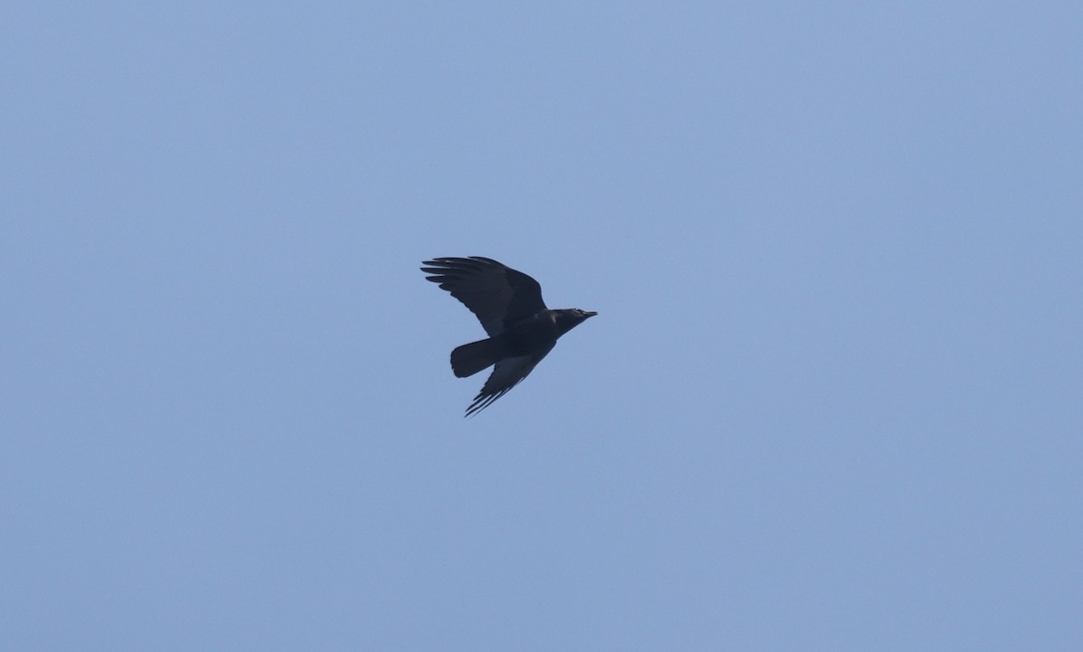 ウオガラス - ML650977025