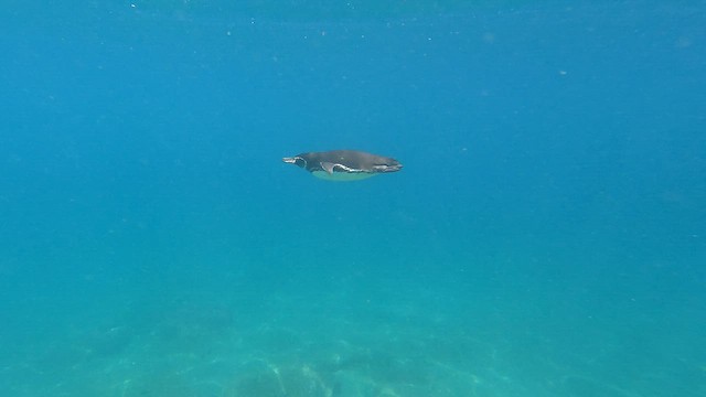 Galápagospinguin - ML650977882