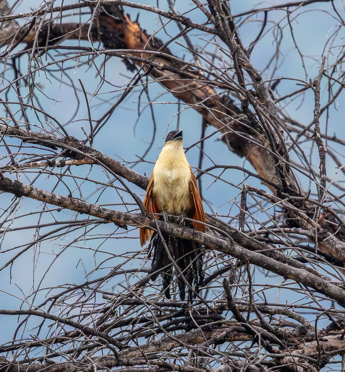 Burchell Kukalı - ML650978161