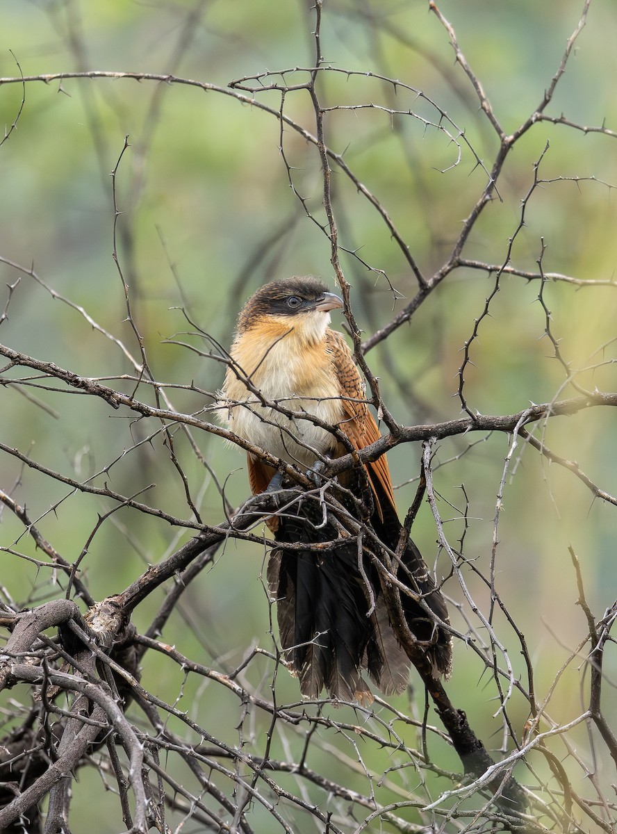 Burchell Kukalı - ML650978162