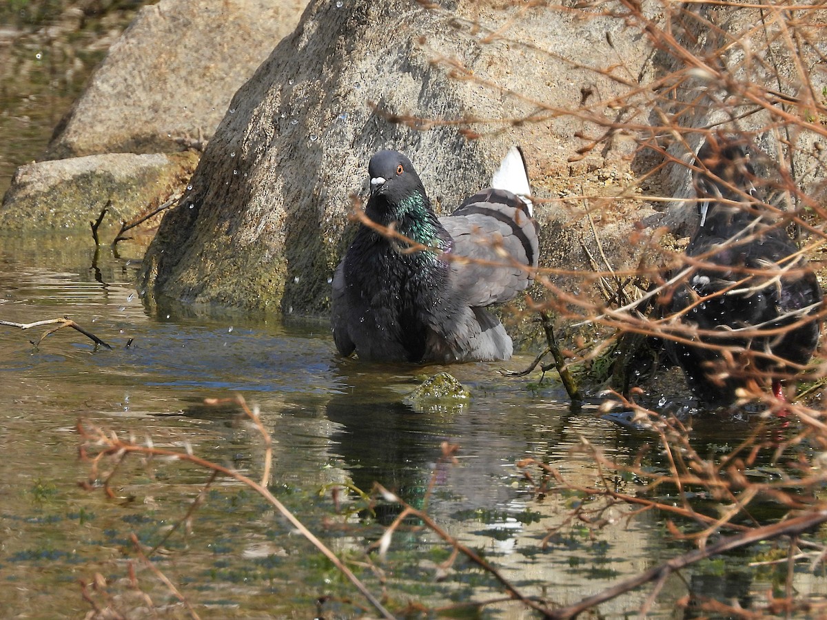 Kaya Güvercini (evcil tip) - ML650978399