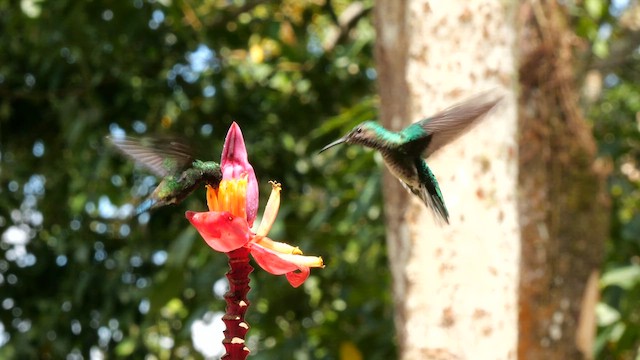 White-necked Jacobin - ML650978414